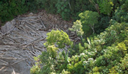 Demarcação de terras indígenas reduziu desmatamento na Amazônia