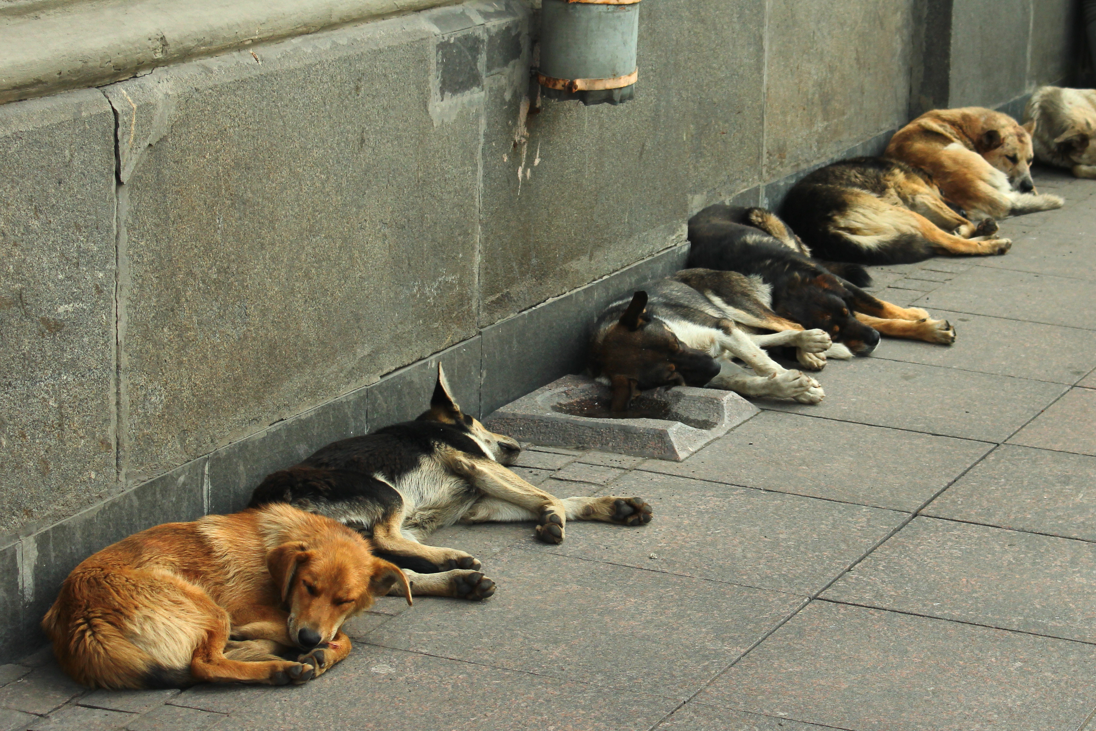 Frio cruel: 30 milhões de animais vivem nas ruas do Brasil