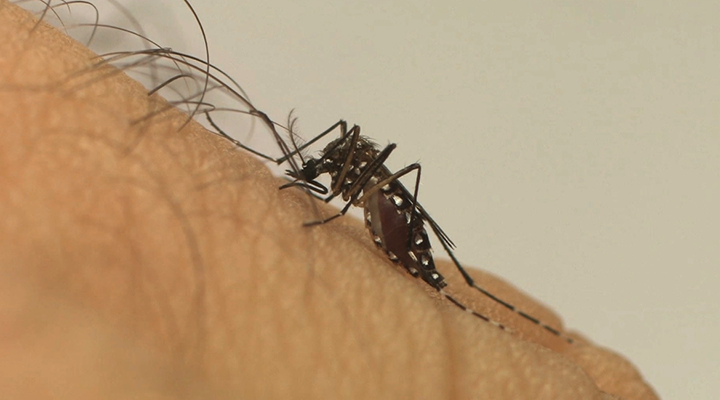 Acúmulo de doenças: Brasil tem mais de 1 milhão de casos de dengue