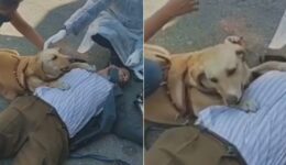Cachorra ajuda dono cego que desmaiou de fome e comove o país