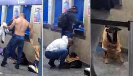 Homem tira camisa e a veste em cachorro de rua que passava frio em SP