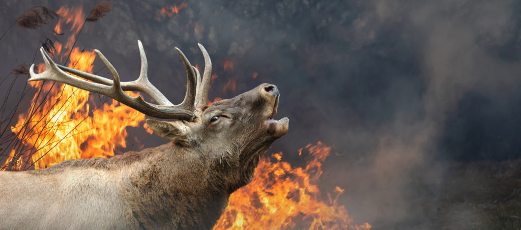 Estas são as imagens mais hilárias do concurso de fotografia de vida  selvagem de 2019