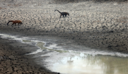 Fogo no Pantanal: falta de alimentos pode levar animais à extinção