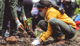 Projeto plantará uma árvore para cada vítima da Covid no Brasil