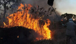 Presos ajudam no combate a incêndio e resgate de animais no Pantanal
