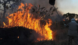 75% dos incêndios florestais são provocados por ações humanas