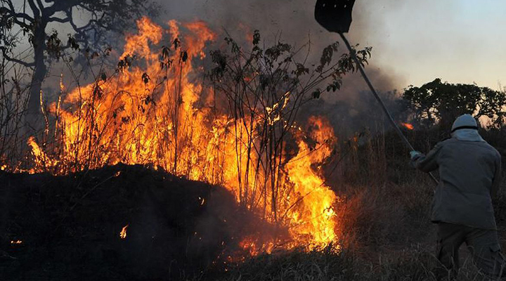 75% dos incêndios florestais são provocados por ações humanas