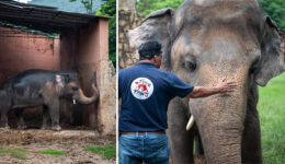 Elefante vítima de maus-tratos em zoológico vai para santuário