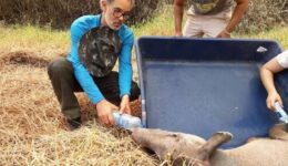 Heróis: voluntários salvam a vida de animais vítimas das queimadas no Pantanal