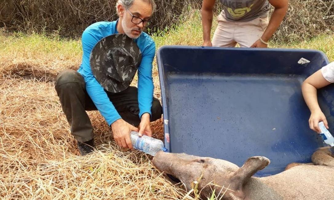 Gatos-mouriscos vítimas dos incêndios no Pantanal retornam à