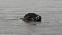 Pinguins achados mortos no Brasil ingeriram isopor e plásticos