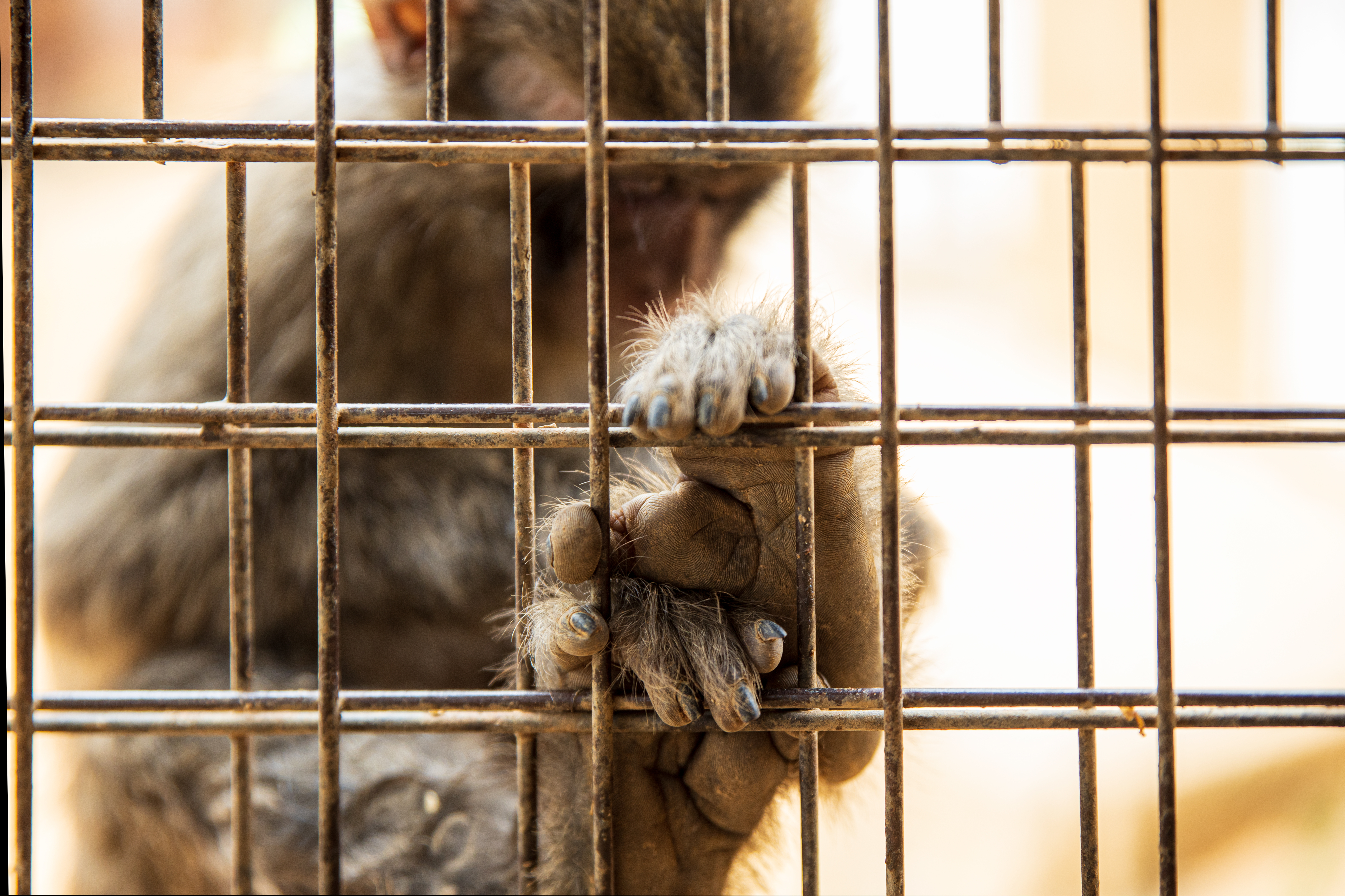 Tráfico de animais no Brasil mata 9 em cada 10 bichos retirados da natureza