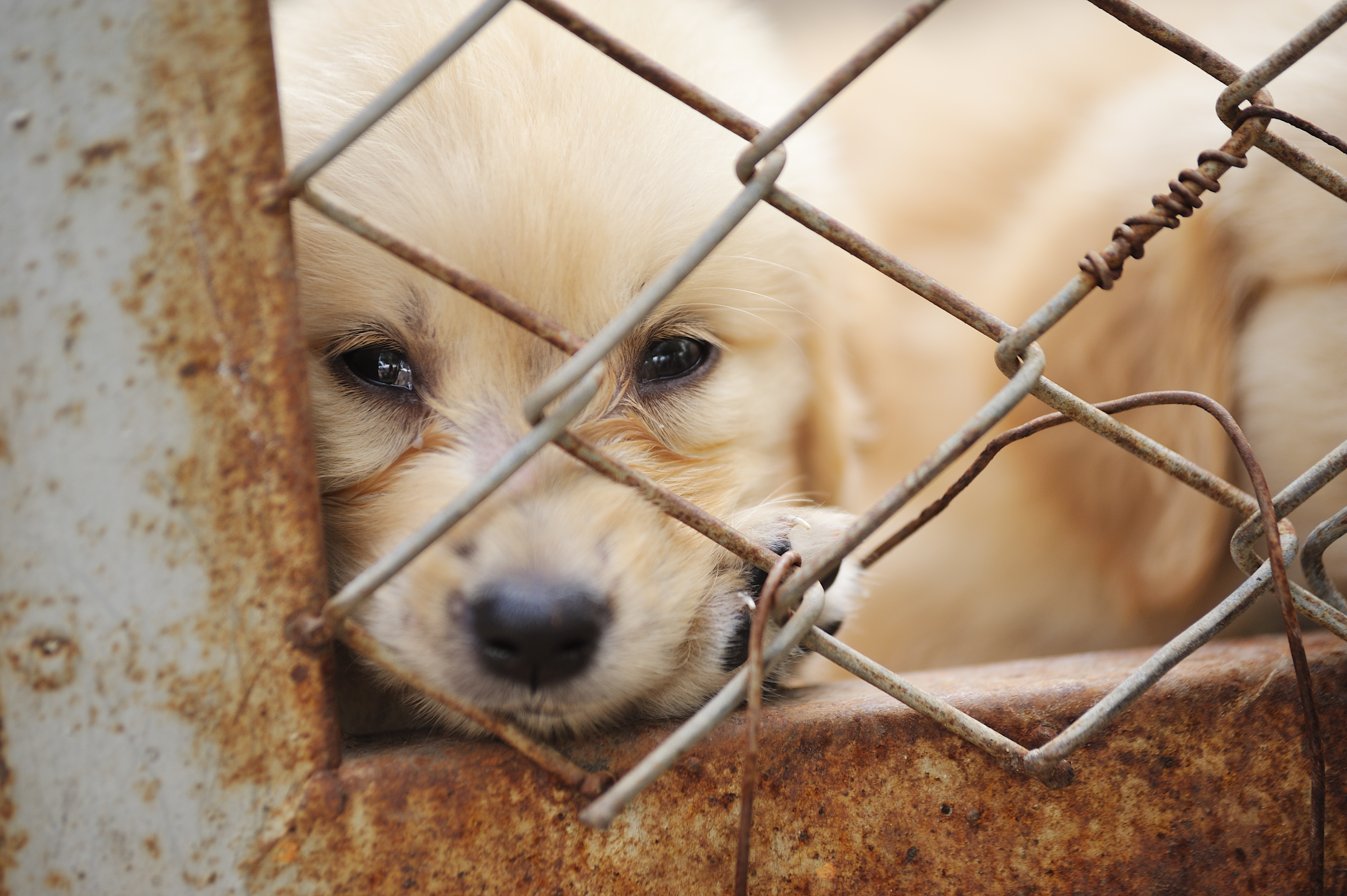 Canil clandestino em SP tinha fezes espalhadas, animais doentes e mutilados