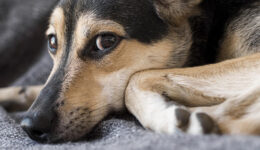Cobasi realiza evento para ajudar ONGs de proteção animal