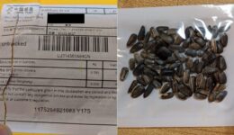 Brasileiros recebem sementes misteriosas pelo correio com praga daninha