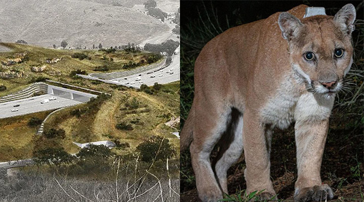 Los Angeles constrói ponte para proteger pumas de atropelamentos