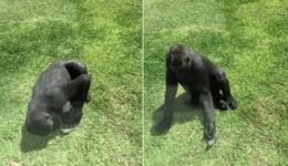 Gorila ajuda passarinho ferido que caiu no seu cercado em zoológico
