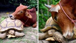 Animais resgatados se tornam melhores amigos em abrigo