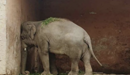 Elefante vai ser libertado depois de 35 anos de tortura em zoológico