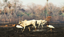 Humanos foram responsáveis por queimadas no Pantanal, aponta relatório