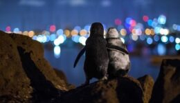 Foto de pinguins viúvos se reconfortando emociona o mundo e ganha prêmio