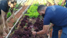 No DF, terreno baldio vira horta para alimentar população vulnerável
