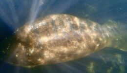 Perversidade: peixe–boi é encontrado mutilado com a palavra ‘Trump’
