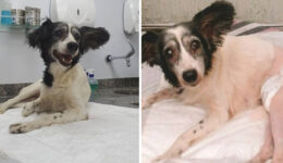 Cachorra atropelada de propósito passa por cirurgia e volta a andar