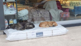 Comerciante deixa colchão para cães de rua dormirem com conforto