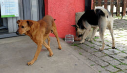 Abandono de animais domésticos dispara 70% na pandemia