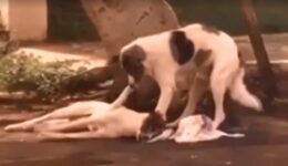 No Ceará, cachorro fica ao lado de amigo atropelado até socorro chegar