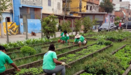 Favela do RJ possui a maior horta comunitária da América Latina