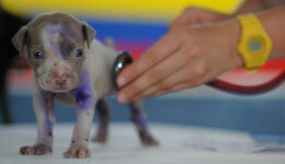 Belo Horizonte inaugura hospital veterinário gratuito para animais
