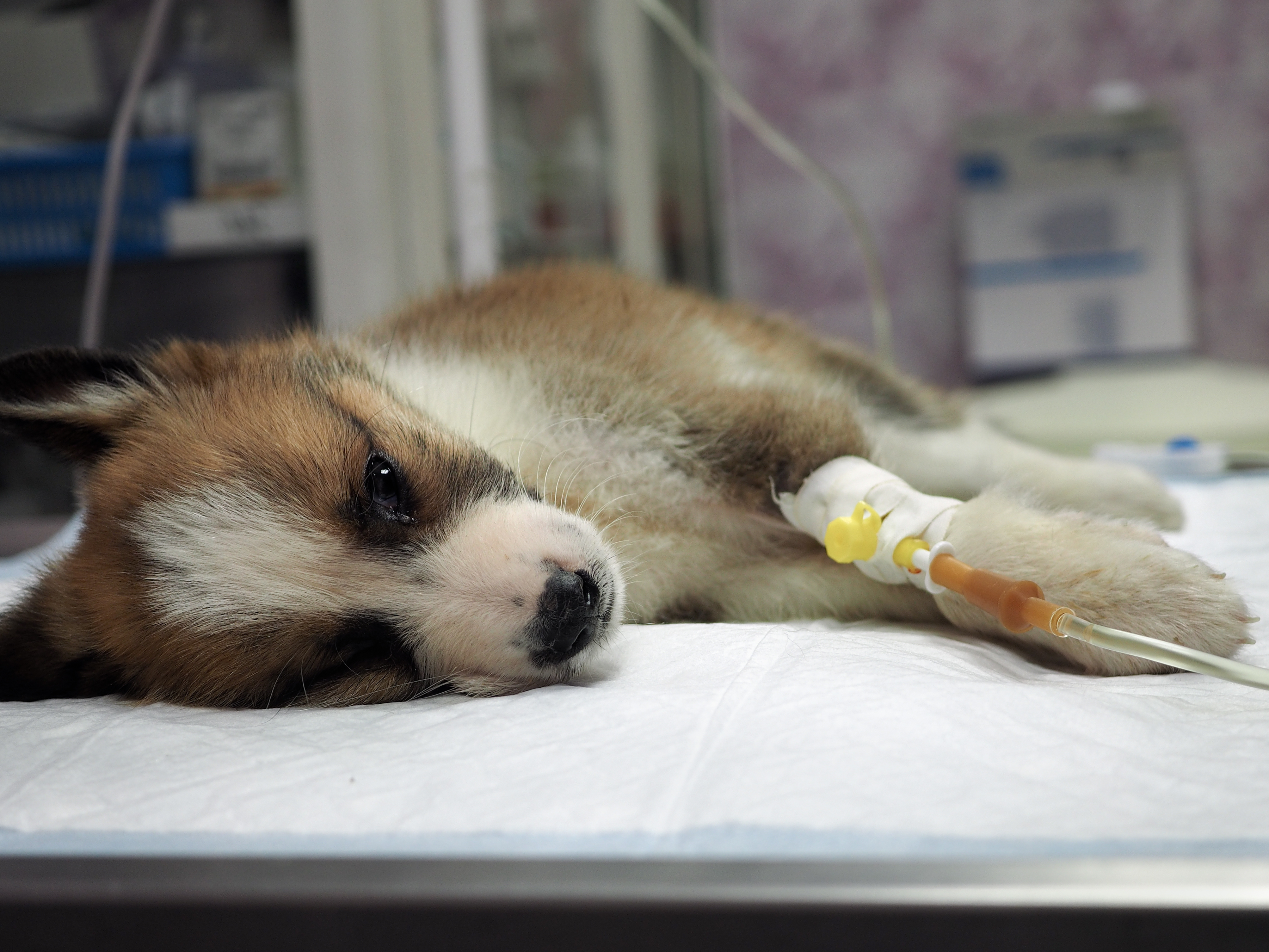 Vítimas da covid: 14 pets foram contaminados pela doença no Brasil