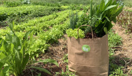 ONG lança programa de assinatura de cestas orgânicas