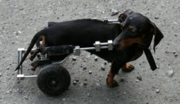 Instituto doa 16 cadeiras de rodas para cães paraplégicos