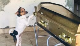 Cachorro chora e fica ao lado do caixão no velório da dona na Bahia