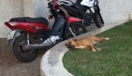 Cadela espera 1 mês na porta do hospital por dono que morreu de covid