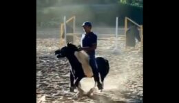 Atleta brasileiro de hipismo é suspenso por agredir pônei