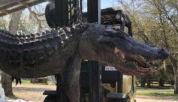 Taxidermia de crocodilo revela mistério de cães desaparecidos há 24 anos
