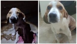 Cão leva 4 facadas ao defender dona cega de agressão do marido