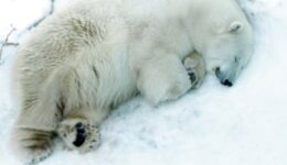 Urso polar que teve mãe morta por caçadores morre ao engolir bola em zoológico