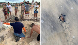 Cearenses ajudam mais de 50 tartarugas marinhas a chegarem ao mar