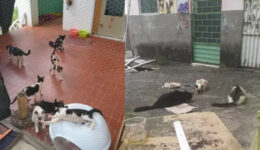Lar recebe animais abandonados em bairros que afundaram em Maceió