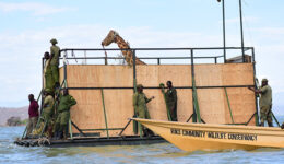 Girafas são resgatadas antes de ilha no Quênia desaparecer