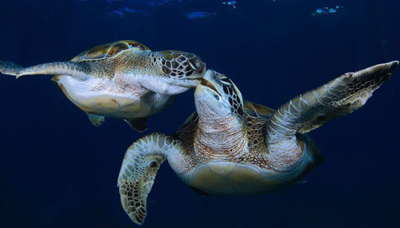 Ação humana ameaça tartarugas marinhas, existentes há milhões de anos