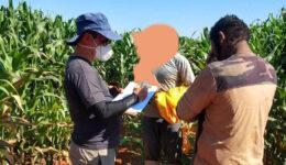 Operação resgata 84 trabalhadores da escravidão em lavoura de milho