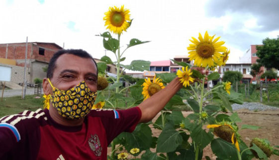 Homem planta 500 girassóis para homenagear a namorada, no CE