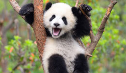Panda selvagem sai da lista de animais em risco de extinção na China