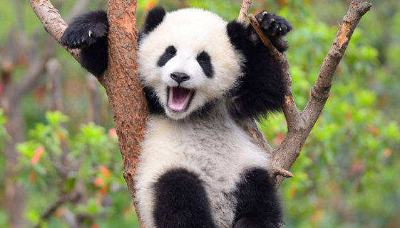 Panda selvagem sai da lista de animais em risco de extinção na China